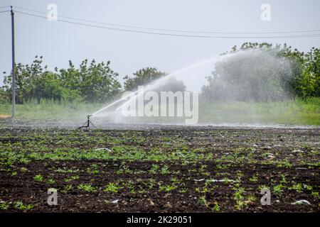 Système d'irrigation dans la zone de melons. Arroser les champs. Réseau sprinkleur Banque D'Images