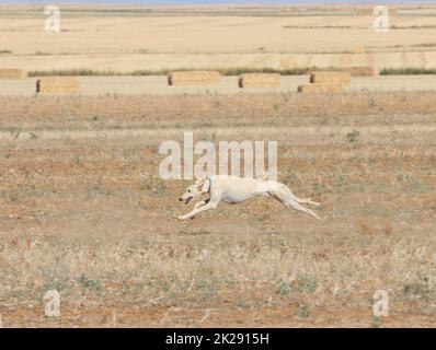 course de lévriers chien rapide animaux domestiques champ chasse au lièvre Banque D'Images