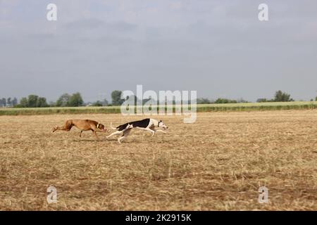 La course espagnole de chiens greyhound chasse à la vitesse de lièvre livre de la passion Banque D'Images