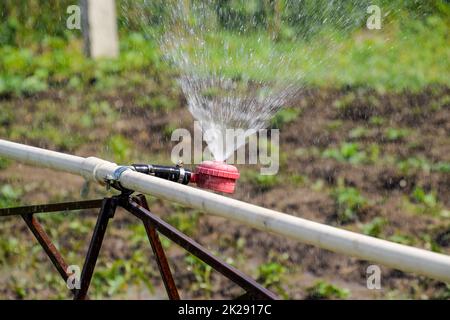 L'eau pour l'arrosage arrosage dans le jardin. L'arrosage dans le jardin Banque D'Images