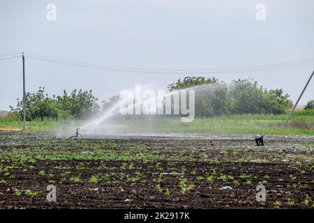 Système d'irrigation dans la zone de melons. Arroser les champs. Réseau sprinkleur Banque D'Images