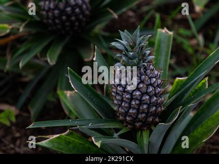 Plantation d'ananas I Banque D'Images