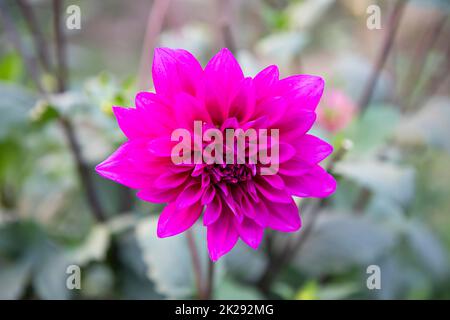 Belle fleur de Dahlia rose en fleurs dans le jardin. Banque D'Images