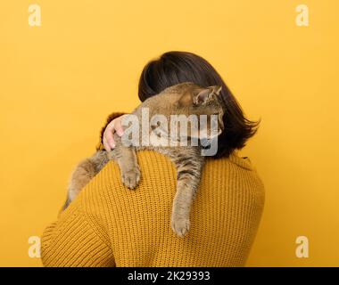 Une femme dans un chandail orange tient un chat écossais droit adulte sur un fond jaune.Amour pour les animaux Banque D'Images