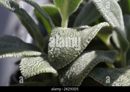 Gros plan des feuilles floues sur une plante de lambear Banque D'Images