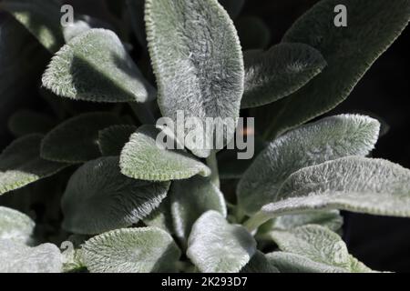 Gros plan des feuilles floues sur une plante de lambear Banque D'Images