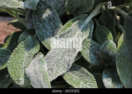 Gros plan des feuilles floues sur une plante de lambear Banque D'Images