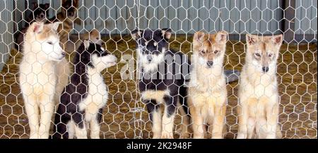 Chiots Husky dans le chenil. Mise au point sélective Banque D'Images