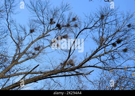Nids de corbeaux sur les hautes branches des arbres. La fin de l'automne. Nids d'oiseaux. Banque D'Images