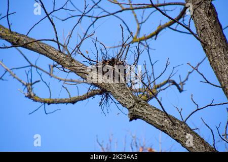 Nids de corbeaux sur les hautes branches des arbres. La fin de l'automne. Nids d'oiseaux. Banque D'Images