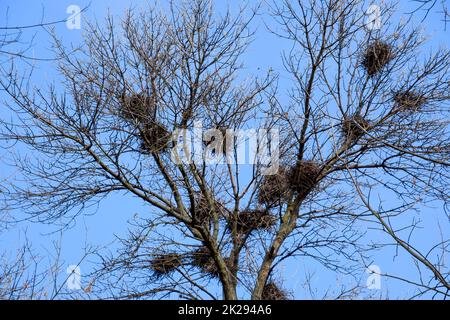 Nids de corbeaux sur les hautes branches des arbres. La fin de l'automne. Nids d'oiseaux. Banque D'Images
