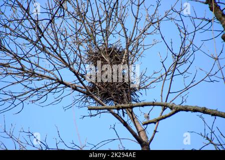 Nids de corbeaux sur les hautes branches des arbres. La fin de l'automne. Nids d'oiseaux. Banque D'Images