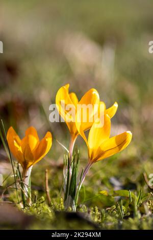 Les fleurs de crocus jaunes en filigrane dans l'herbe verte sont pollinisées par des insectes volants comme des abeilles ou des mouches au printemps macro de gros plan avec un arrière-plan flou dans le paysage de jardin fleuri sauvage Banque D'Images