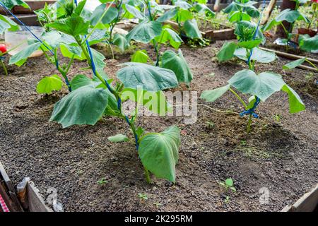 Les concombres les semis. La culture des concombres en serre Banque D'Images
