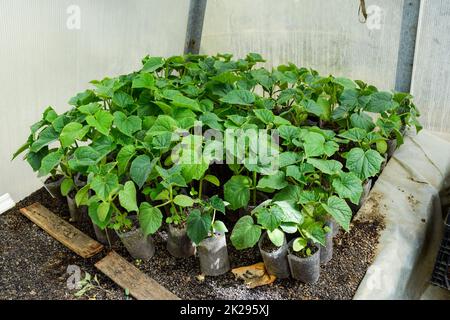 Les concombres les semis. La culture des concombres en serre Banque D'Images
