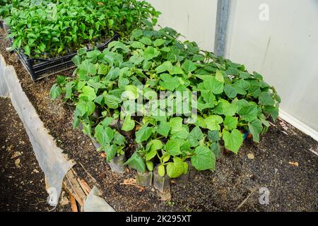 Les concombres les semis. La culture des concombres en serre Banque D'Images