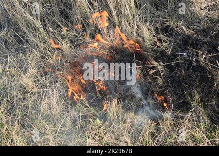 L'herbe sèche brûlante et les roseaux. Nettoyage des champs et des fossés des épaississements de l'herbe sèche Banque D'Images