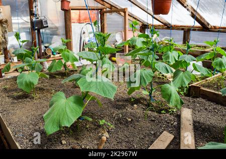 Les concombres les semis. La culture des concombres en serre Banque D'Images