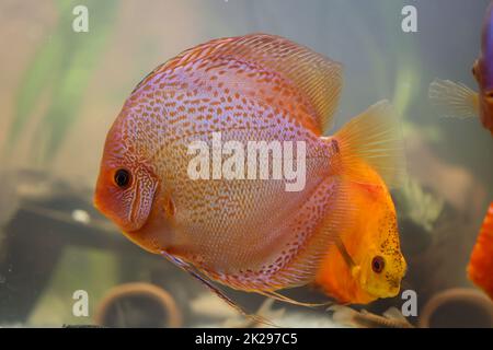 Un poisson de discus dans un aquarium. Les poissons de Discus proviennent de l'Amazonie. Banque D'Images