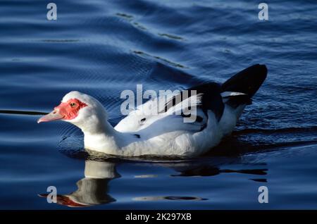 Un canard musqué nageant dans un lac dans les Blue Mountains d'Australie Banque D'Images