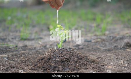 arrosage à la main plantant des semis en train de pousser l'arbre sur le jardin Banque D'Images