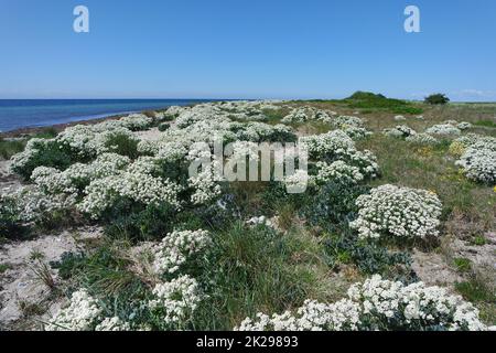 Plage fleurie sur Fehmarn Banque D'Images