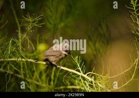 Estrilda astrild, cirbill commun juvénile. Banque D'Images