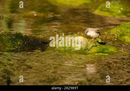 Estrilda astrild, cirbill commun juvénile. Banque D'Images