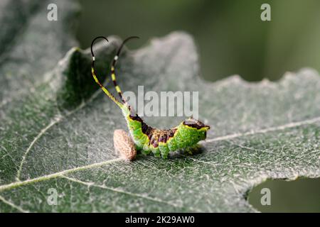 Une chenille bien camouflée de couleur verte brune avec deux queues sur une feuille. Banque D'Images