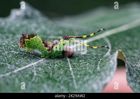 Une chenille bien camouflée de couleur verte brune avec deux queues sur une feuille. Banque D'Images