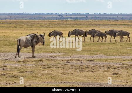 Groupe de flétrissure bleue, Connochaetes taurinus, dans le parc national d'Amboseli, au Kenya. Banque D'Images