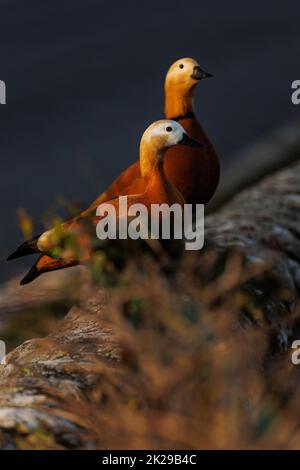 Deux canards colorés dans la nature Banque D'Images