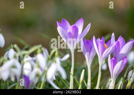 Les fleurs de neige du premier printemps et les crocus roses avec du pollen et du nectar pour les abeilles de saison en février avec des pétales blancs et des fleurs blanches en vue macro et un joli bokeh flou d'arrière-plan Banque D'Images