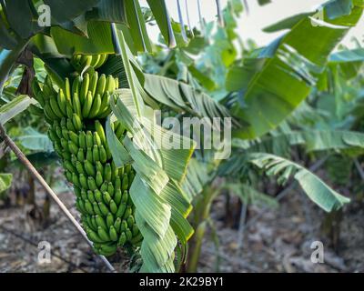 Plantation de bananes - Banana arbres dans le jardin au bord de la mer, Tenerife, les îles Canaries Banque D'Images