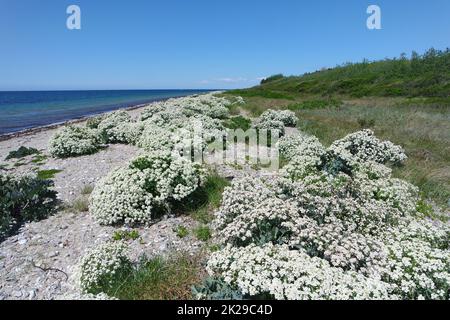 Plage fleurie sur Fehmarn Banque D'Images