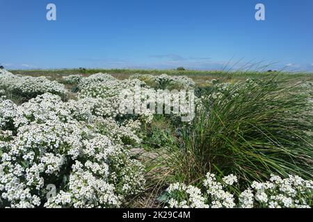 Plage fleurie sur Fehmarn Banque D'Images