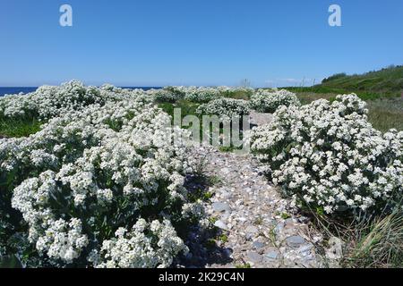 Plage fleurie sur Fehmarn Banque D'Images