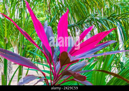 Violet tropical rose Ti plante Muyil ruines mayas Mexique. Banque D'Images