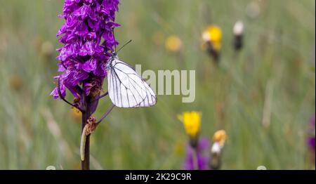 Papillon blanc à motif de voilé noir, Orchidée à pois Aporia crataegi et Heath ou Orchidée à pois Moorland (Dactylorhiza maculata) Banque D'Images