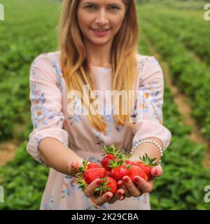 Jeune femme en robe rose tenant deux mains pleines de fraises fraîchement cueillies, la récolte ferme de fraises en arrière-plan. Banque D'Images