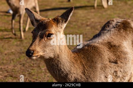 Sika Deer dans Nara Park III Banque D'Images