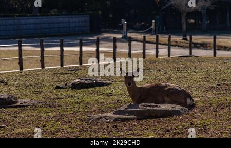 Sika Deer dans Nara Park V. Banque D'Images