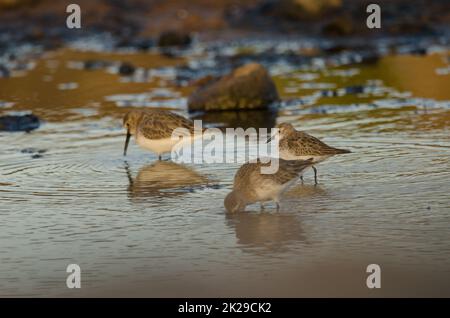 Petite maison Calidris minuta parmi dunlin. Banque D'Images