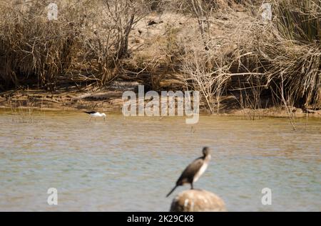 Pilotis à ailes noires et grand cormorant au premier plan. Banque D'Images