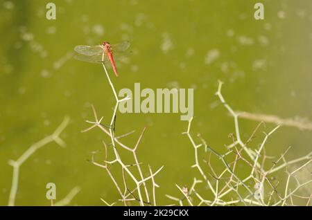 Crocothemis erythraea mâle. Banque D'Images