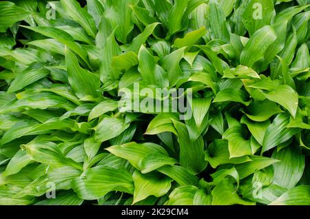 Brousse verte de Hosta avec de belles feuilles en été. Plante décorative pour jardin Banque D'Images