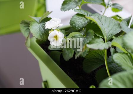 Plante à fleurs de fraise en pot.Fraises en pleine croissance sur le balcon Banque D'Images