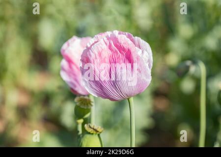 Macro de beau coquelicot rose Banque D'Images