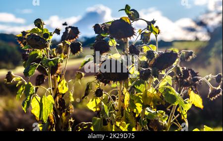 Tournesol sauvage Banque D'Images