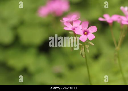 Oxalis Sorrel de bois avec des fleurs roses dans le jardin Banque D'Images